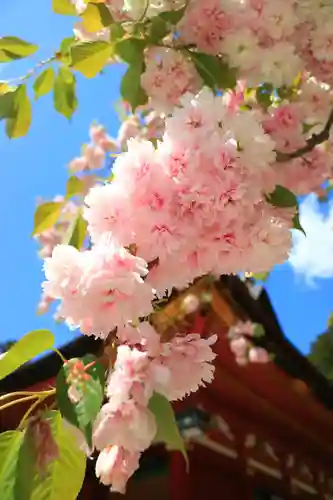 志波彦神社・鹽竈神社の自然