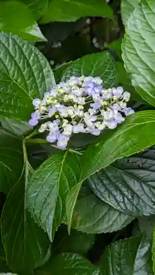 真正極楽寺(真如堂)(京都府)