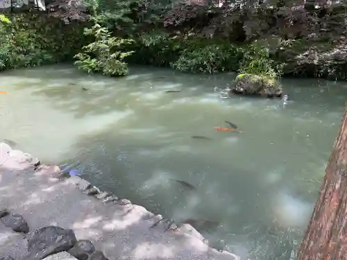 大縣神社の動物