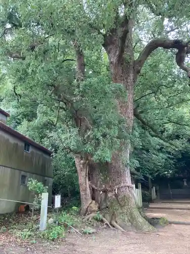 忽那島八幡宮の自然