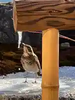 大聖護国寺の動物