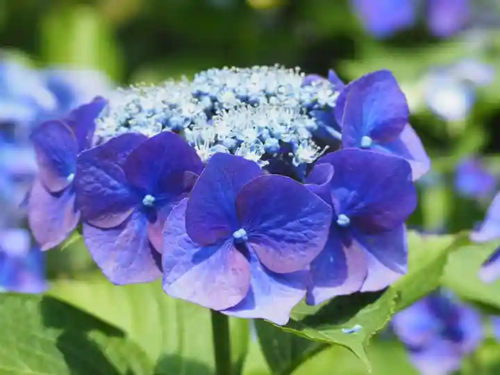 長壽寺(長寿寺)(神奈川県)