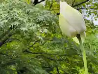 伊勢の国 四天王寺の自然