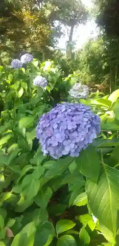 菊田神社の自然