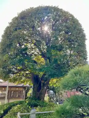 蓮光寺の{uncategorized: "未分類", other: "その他", undefined: "問題あり", building: "その他建物", grave: "お墓", sacred_gate: "鳥居", guardian: "狛犬", statue: "像", buddha: "仏像", history: "歴史", nature: "自然", garden: "庭園", animal: "動物", pagoda: "塔", temizu: "手水舎", mountain_gate: "山門・神門", sanctuary: "本殿・本堂", subordinate: "末社・摂社", art: "芸術", scenery: "景色", jizo: "地蔵", ema: "絵馬", goshuin: "御朱印", omikuji: "おみくじ", items: "授与品その他", amulet: "お守り", goshuincho: "御朱印帳", eats: "食事", festival: "お祭り", votive_dance: "神楽", shichigosan: "七五三参", wedding: "結婚式", experience: "体験その他", initially: "初詣", around: "周辺", anti_infection: "感染症対策"}