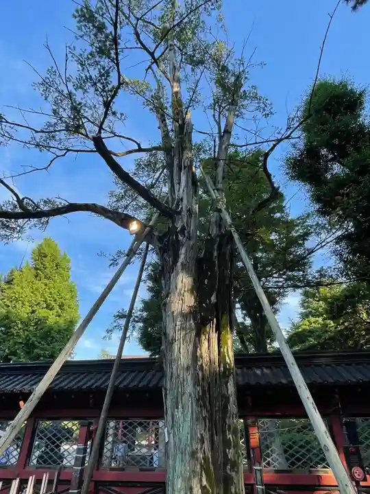 根津神社の自然