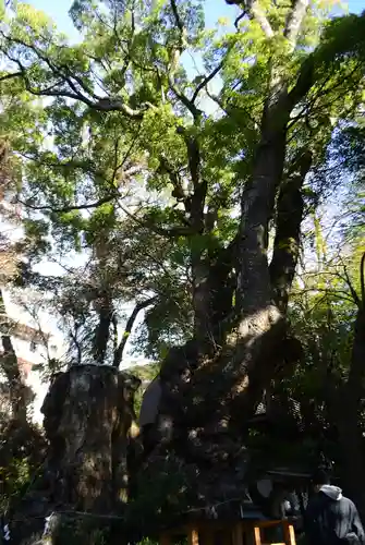 來宮神社(静岡県)