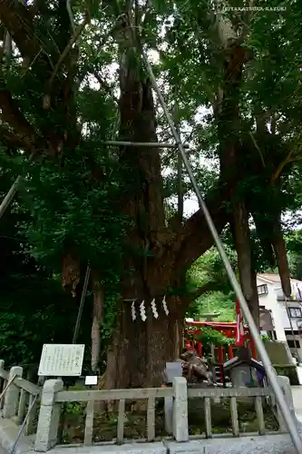 海南神社の自然