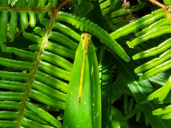 古法華寺(多聞寺境外仏堂)の動物