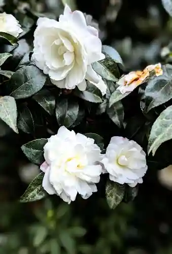 阿佐ヶ谷神明宮の自然