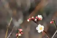 国宝 大法寺の自然