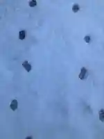 鹿角八坂神社(秋田県)