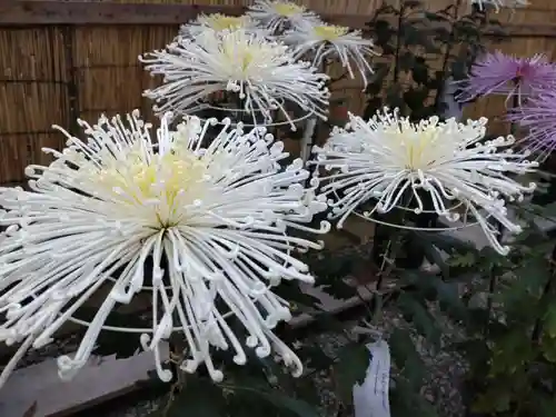 彌彦神社(新潟県)