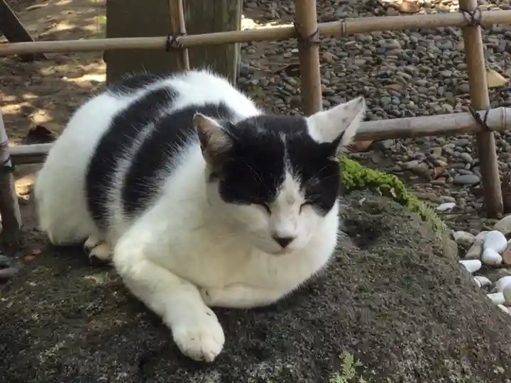 鎌数伊勢大神宮の動物
