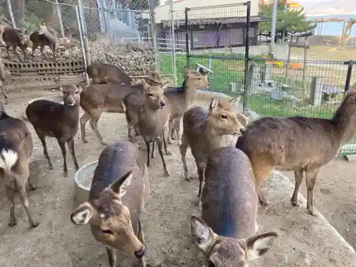 鹿島神社の動物