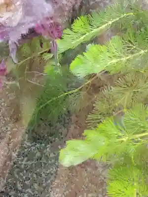 高司神社〜むすびの神の鎮まる社〜の手水舎
