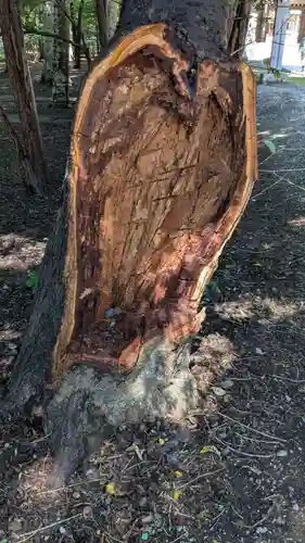 帯廣神社の自然