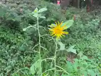 大宮温泉神社の自然