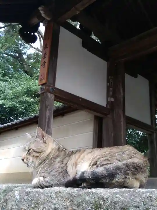 長岳寺の動物