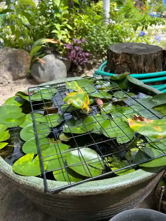 髙帝龍王龍神社(白山宮末社)(愛知県)
