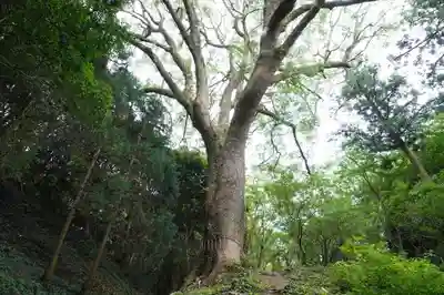桜井大神宮の自然