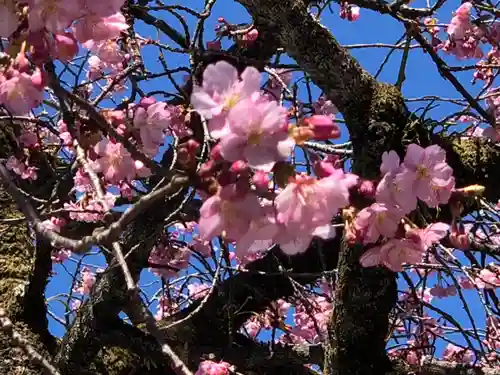 富士山本宮浅間大社(静岡県)