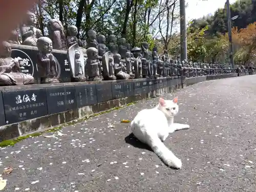 御誕生寺（猫寺）(福井県)