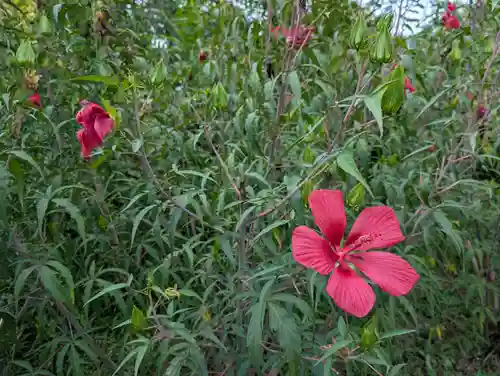 阿久津「田村神社」（郡山市阿久津町）旧社名：伊豆箱根三嶋三社(福島県)
