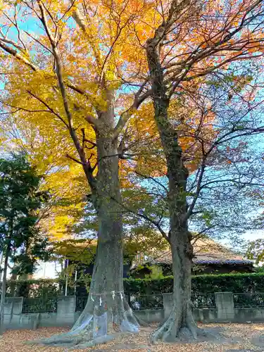 今城青坂稲実池上神社の自然