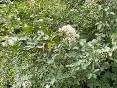 明王院（満願寺別院）の自然