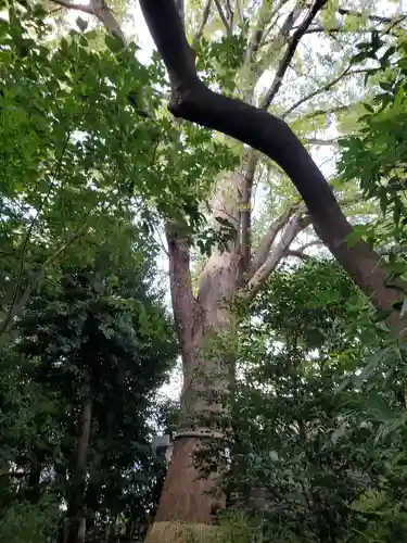 鎮守氷川神社の自然