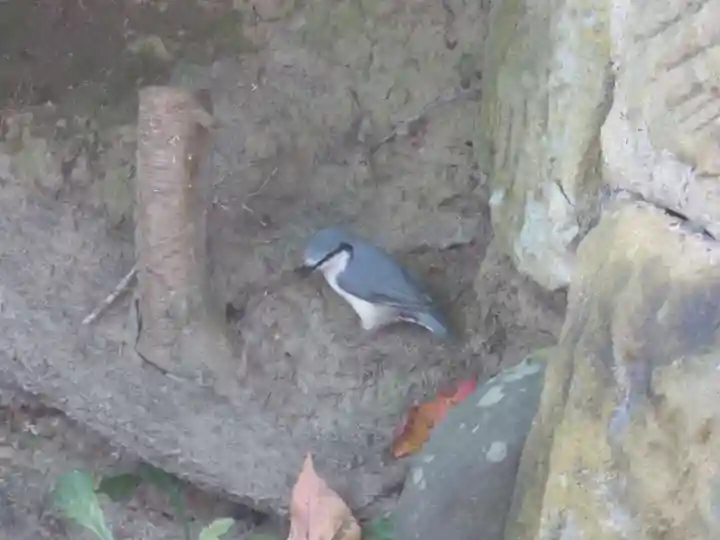留辺蘂神社の動物