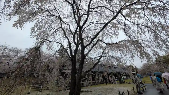 醍醐寺(京都府)
