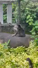 白山神社の動物