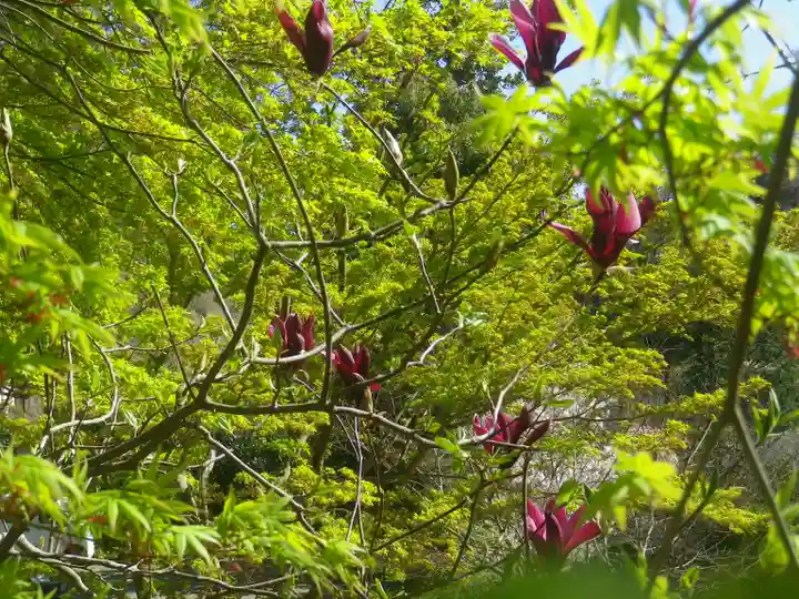 覚園寺の自然