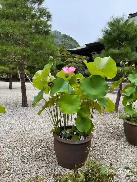 建長寺(神奈川県)