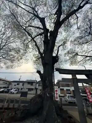 諏訪神社の{uncategorized: "未分類", other: "その他", undefined: "問題あり", building: "その他建物", grave: "お墓", sacred_gate: "鳥居", guardian: "狛犬", statue: "像", buddha: "仏像", history: "歴史", nature: "自然", garden: "庭園", animal: "動物", pagoda: "塔", temizu: "手水舎", mountain_gate: "山門・神門", sanctuary: "本殿・本堂", subordinate: "末社・摂社", art: "芸術", scenery: "景色", jizo: "地蔵", ema: "絵馬", goshuin: "御朱印", omikuji: "おみくじ", items: "授与品その他", amulet: "お守り", goshuincho: "御朱印帳", eats: "食事", festival: "お祭り", votive_dance: "神楽", shichigosan: "七五三参", wedding: "結婚式", experience: "体験その他", initially: "初詣", around: "周辺", anti_infection: "感染症対策"}