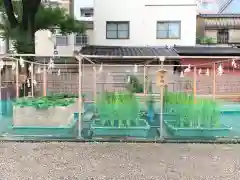 浅草神社の庭園