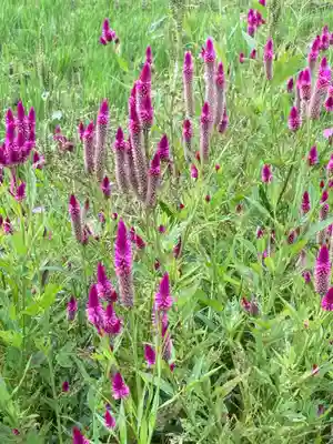 結縁寺(千葉県)