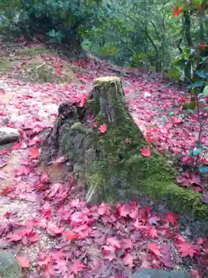 四宮神社の自然