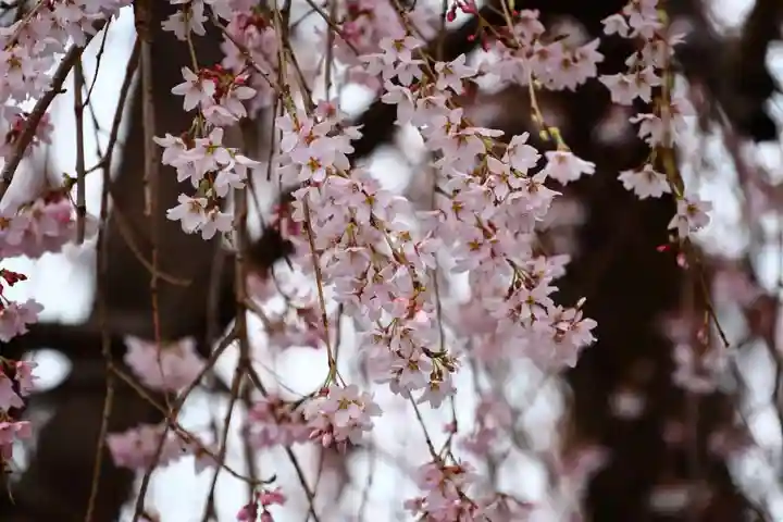 熊野福藏神社の自然