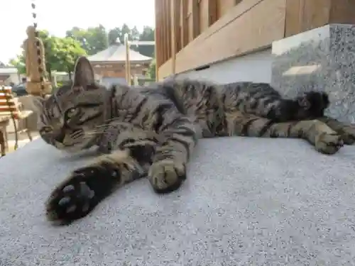 御誕生寺（猫寺）(福井県)