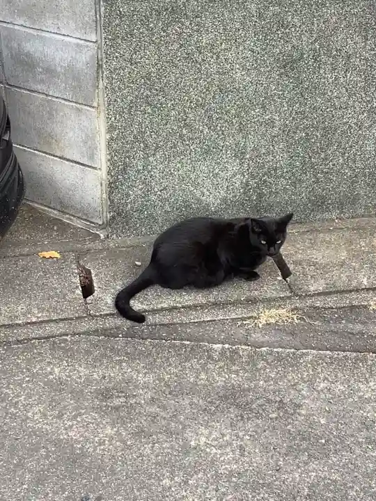 津島神社の動物