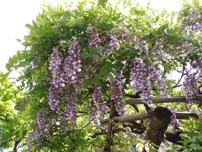 宝登山神社(埼玉県)