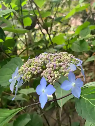 嶺御嶽神社の自然