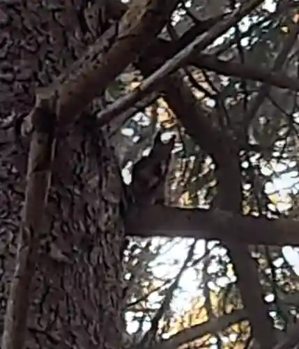 八幡神社(北海道)