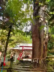 磐椅神社の自然 2021年10月10日(日)〜(2021年10月08日(金) 08時05分11秒投稿)