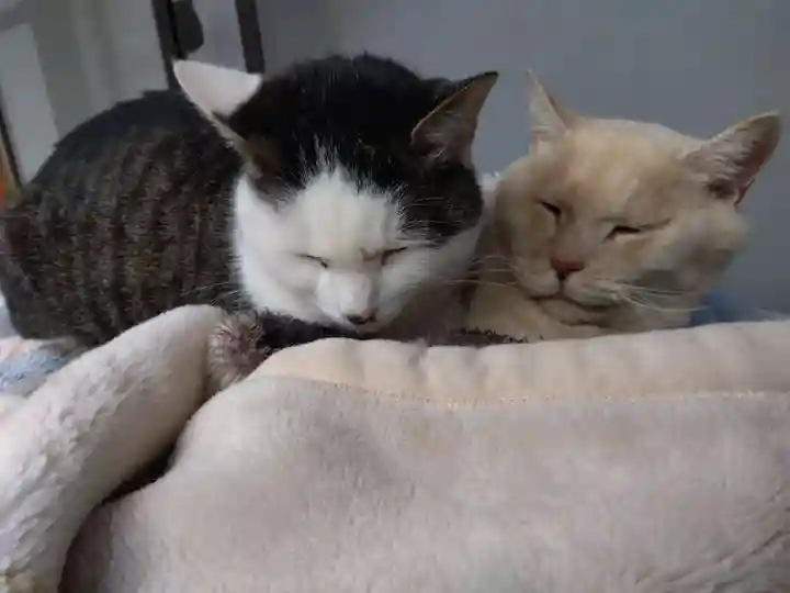 御誕生寺(猫寺)(福井県)