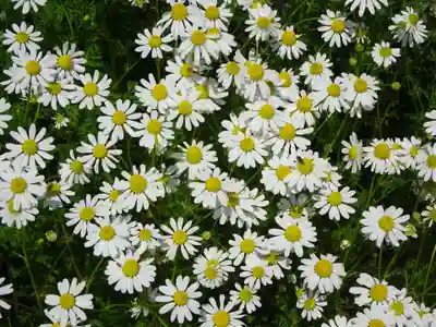 立志神社(滋賀県)