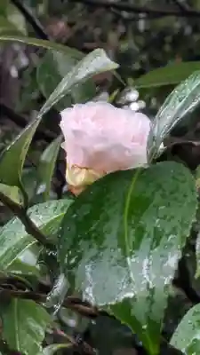 城南宮(京都府)